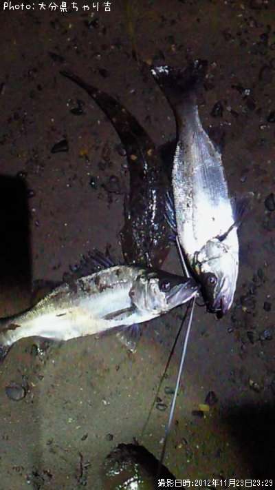 ���ӥҥ���ޥ���