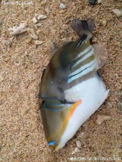 ��饵���󥬥�