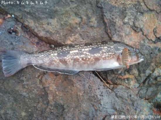 �����ʥ�