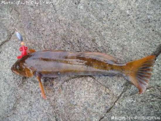 �����ʥ�