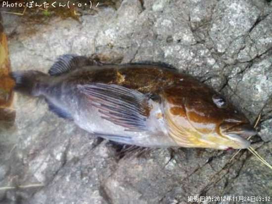 �����ʥ�