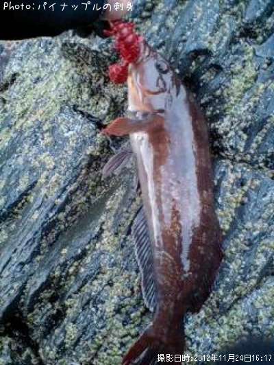 �����ʥ�