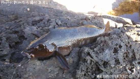 �����ʥ�