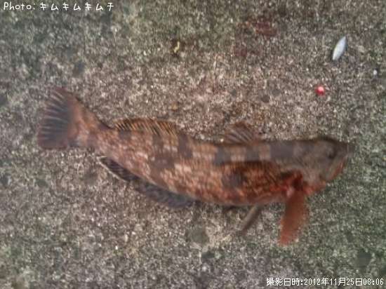 �����ʥ�