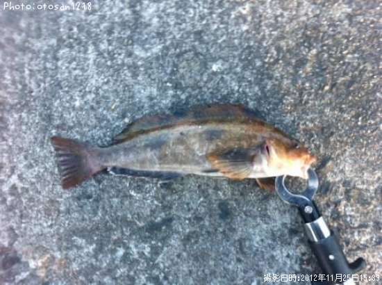 �����ʥ�