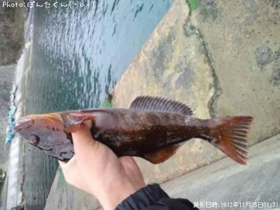 �����ʥ�