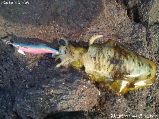 �����ꥤ��