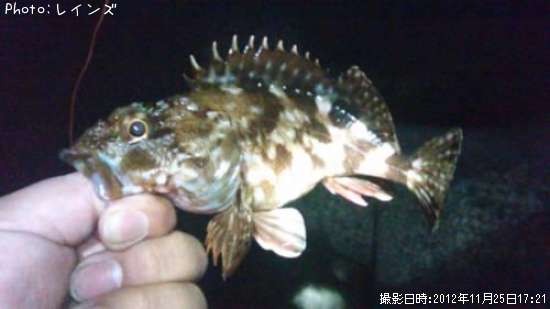 �����Υ���������