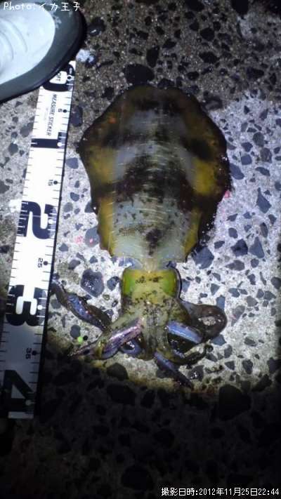 �����ꥤ��