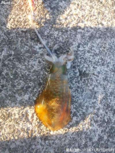 �����ꥤ��