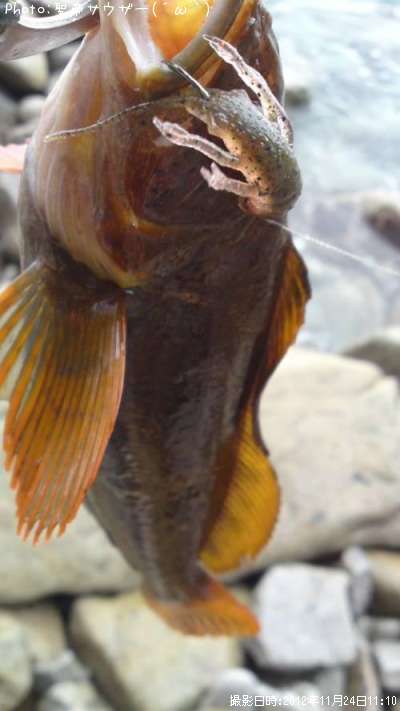 �����ʥ�