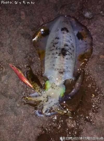 �����ꥤ��