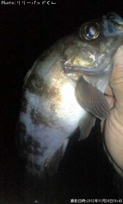 ��Х�����