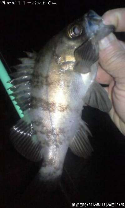 ��Х�����