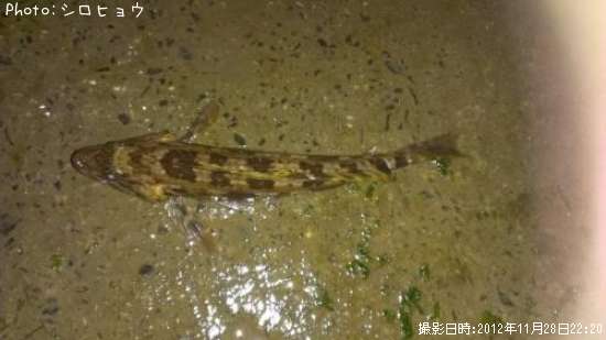 �����ʥ�