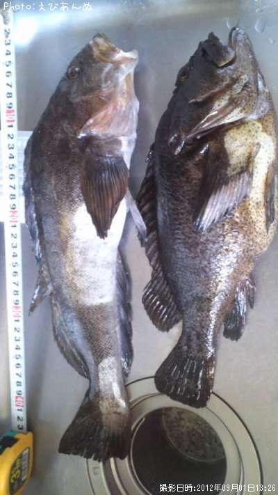 �����ʤᡡ����