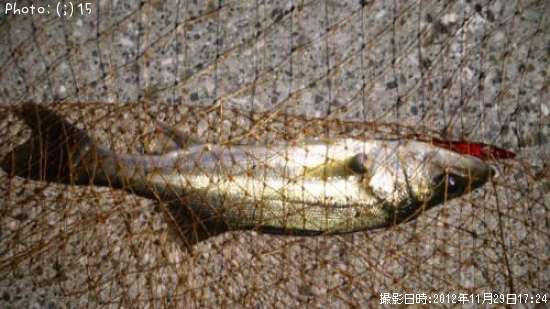 �����Ф�