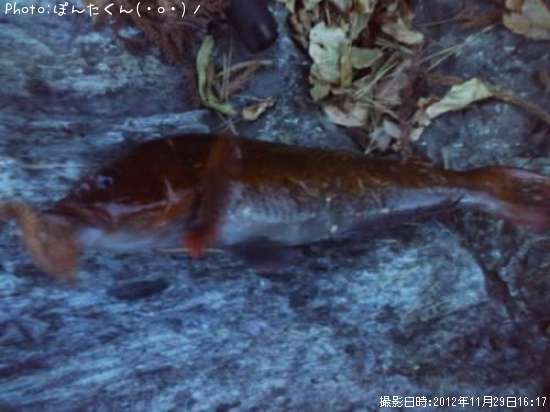 �����ʥ�