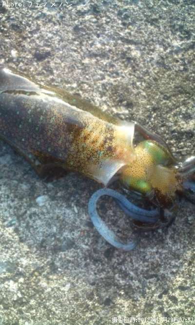 �����ꥤ��