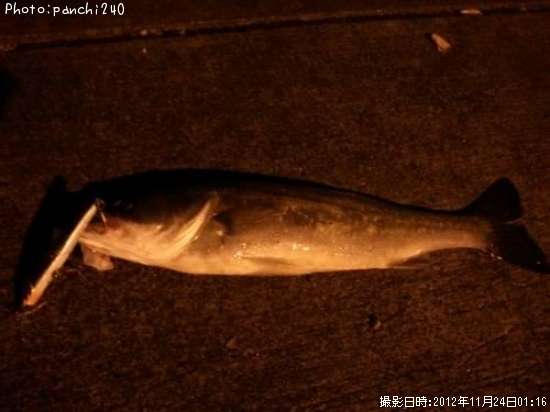 �����Х�