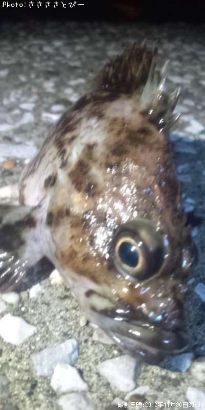 ��Х�������������Х�