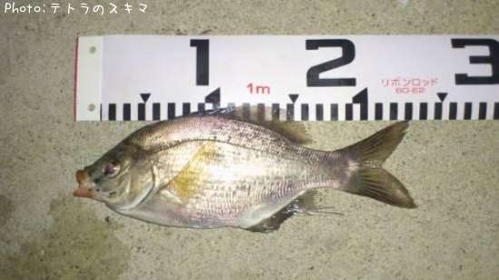 �����ʥ�