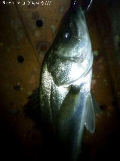 �����Х�