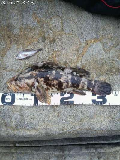 �٥å�������