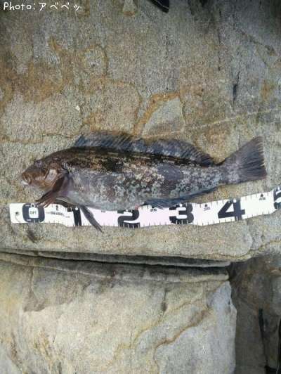 �����ʥ�