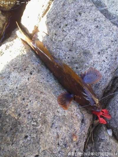 �����ʥ�