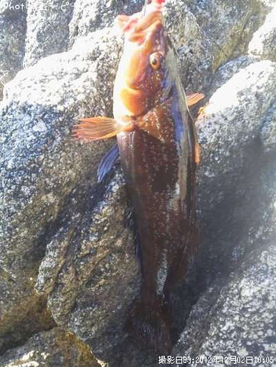 �����ʥ�