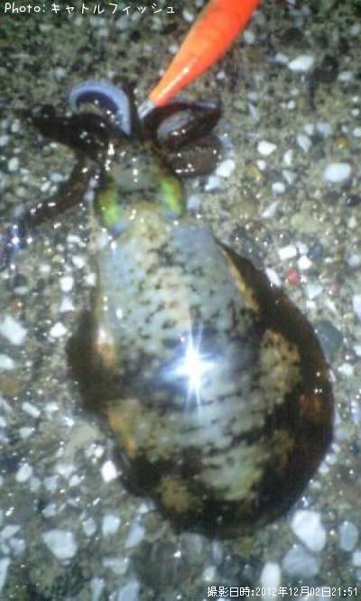 �����ꥤ��