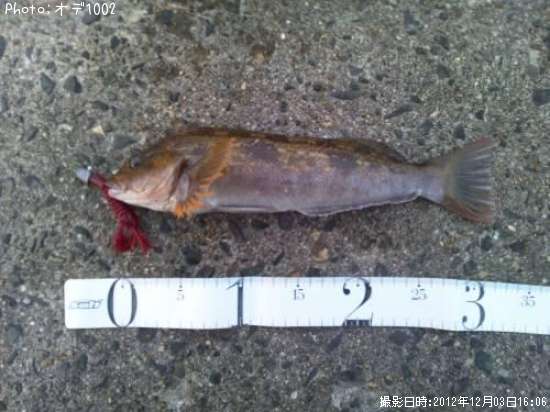 �����ʥ�