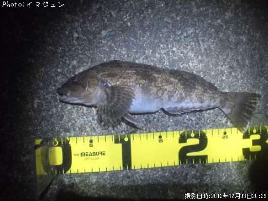 �����ʥ�