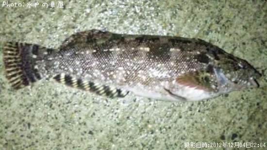 �����ʥ�