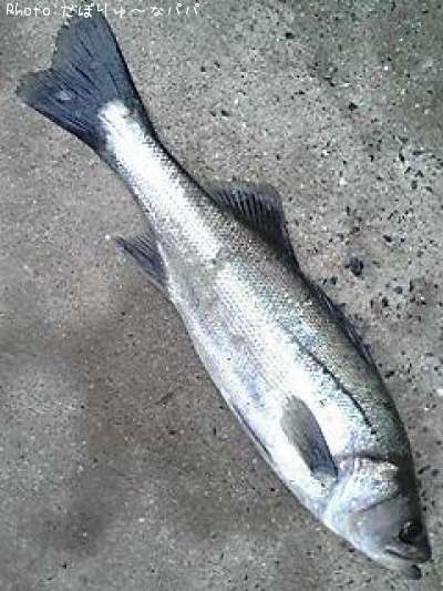 �����Х�