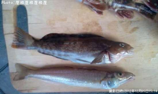 �����������ʥ�