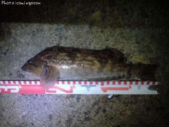 �����ʥ�