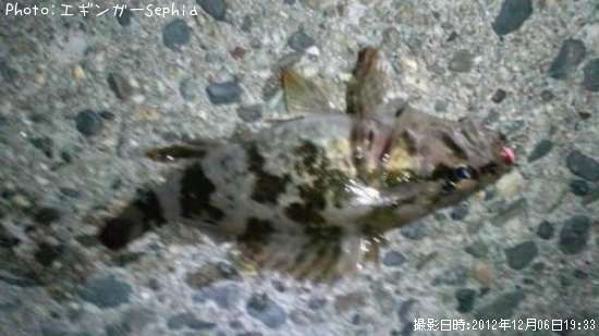 �����Υ���Х�