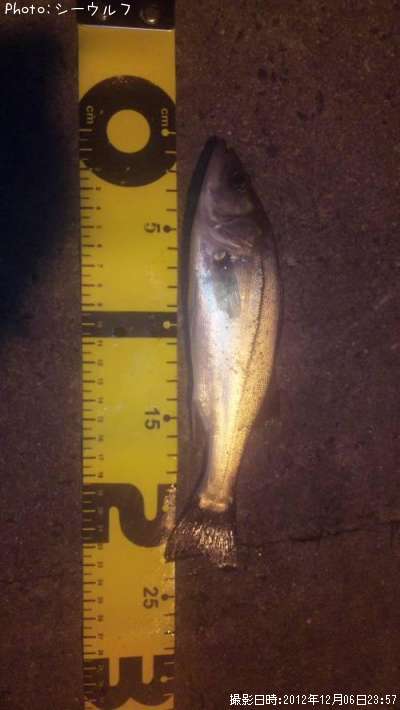 �����Х�