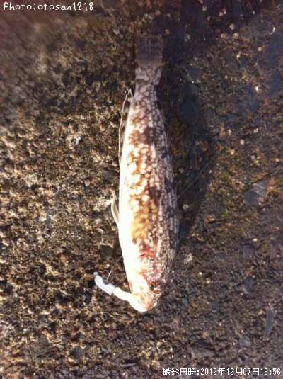 �����ʥ�