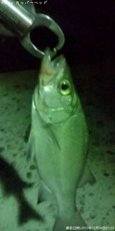 �ҥ饻����