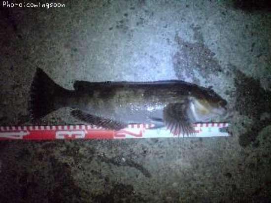 �����ʥ�