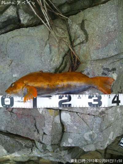 �����ʥ�