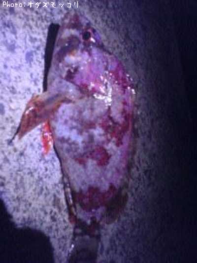 �������Х�