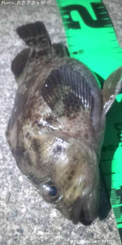 ��������Х�