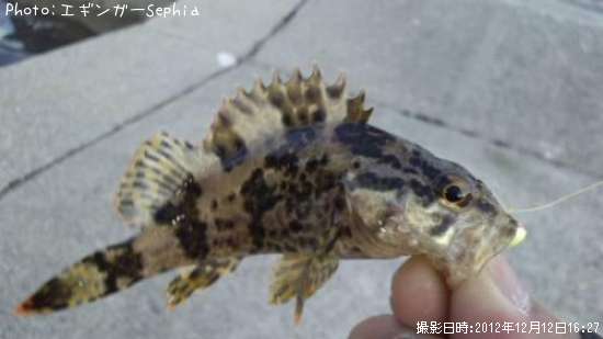 �����Υ���Х�