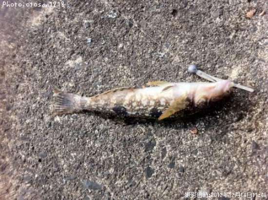 �����ʥ�