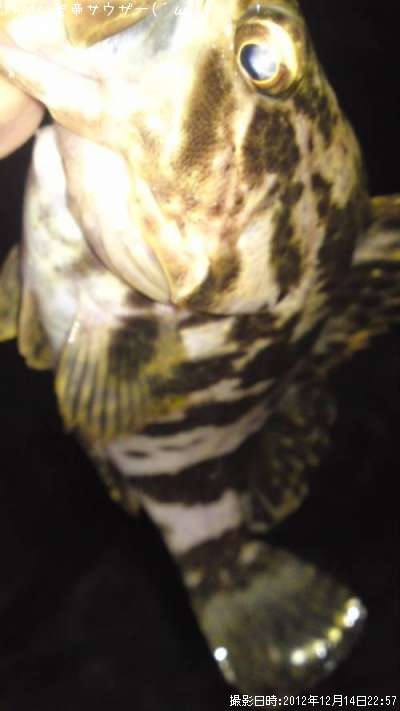 �٥å�������