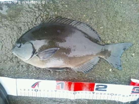 ��Ĺ�᥸��